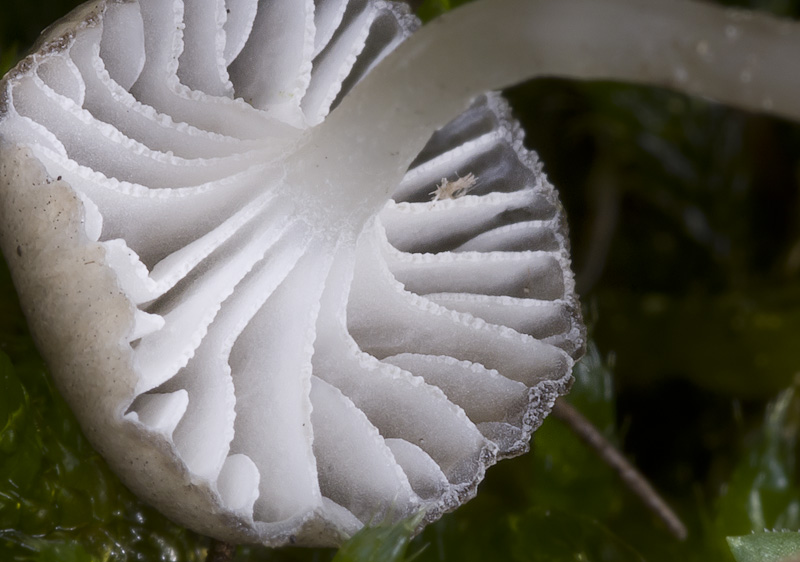 Mycena pseudopicta